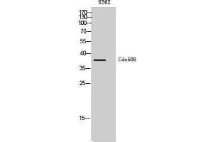 Western Blotting (WB) image for anti-Transmembrane Protein 30B (TMEM30B) (Internal Region) antibody (ABIN3183821) (TMEM30B 抗体  (Internal Region))