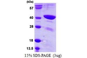Transcription Factor B1, Mitochondrial (TFB1M) (AA 28-346) protein (His tag)