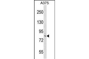 Western blot analysis in A375 cell line lysates (35ug/lane). (DEF6 抗体  (C-Term))