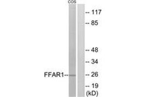 Western blot analysis of extracts from COS7 cells, treated with forskolin 40nM 30', using FFAR1 Antibody. (FFAR1 抗体  (AA 185-234))