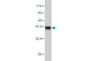 Western Blot detection against Immunogen (40. (TESK2 抗体  (AA 405-542))