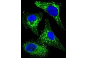 Immunofluorescent analysis of 4 % paraformaldehyde-fixed, 0. (Cytokeratin 18 抗体  (C-Term))
