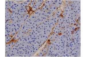ABIN6267509 at 1/200 staining Mouse pancreas tissue sections by IHC-P. (STAT1 抗体  (pTyr701))