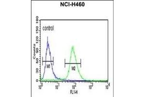 IDH3G Antibody (C-term) (ABIN653754 and ABIN2843054) flow cytometric analysis of NCI- cells (right histogram) compared to a negative control cell (left histogram). (IDH3G 抗体  (C-Term))