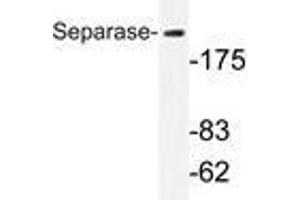 Western blot analysis of Separase antibody (9AP20283PU-N) in extracts from 293 cells. (Separase 抗体)
