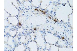 Immunohistochemistry of paraffin-embedded rat lung using TEFM antibody.