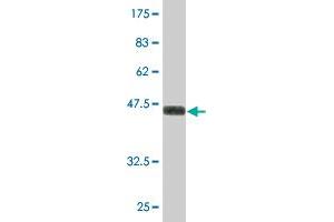 Western Blot detection against Immunogen (36. (SAFB2 抗体  (AA 103-199))