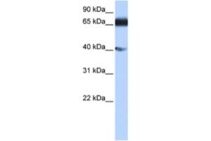 Western Blotting (WB) image for anti-Zinc Finger Protein 879 (ZNF879) antibody (ABIN2463463) (ZNF879 抗体)