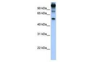 Image no. 1 for anti-FEZ Family Zinc Finger 1 (FEZF1) (AA 402-451) antibody (ABIN6739287) (FEZF1 抗体  (AA 402-451))