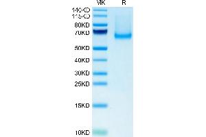 SIGLEC5 Protein (AA 17-439) (His tag)