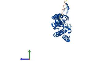 Protein Structure (PS) image for GINS Complex Subunit 2 (Psf2 Homolog) (GINS2) (AA 1-185) protein (His tag) (ABIN7551077)