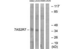 Western blot analysis of extracts from K562/LOVO/A549 cells, using TAS2R7 Antibody. (TAS2R7 抗体  (AA 47-96))