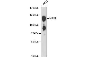 Western blot analysis of extracts of A-431 cells, using MAP7 antibody (ABIN6292187) at 1:3000 dilution. (MAP7 抗体)