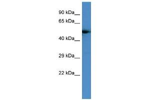 Host:  Rabbit  Target Name:  GPCR  Sample Type:  COLO205 Whole cell lysates  Antibody Dilution:  1.