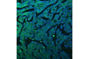 IF analysis of SFXN3 using anti-SFXN3 antibody (ABIN7601302).