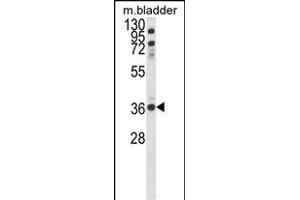 Western blot analysis of CCDC3 Antibody (C-term) (ABIN652692 and ABIN2842461) in mouse bladder tissue lysates (35 μg/lane). (CCDC3 抗体  (C-Term))