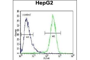 HEXA Antibody (N-term) (ABIN390929 and ABIN2841132) flow cytometric analysis of HepG2 cells (right histogram) compared to a negative control cell (left histogram).
