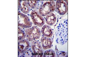 ENOA Antibody (C-term) (ABIN1882077 and ABIN2839495) immunohistochemistry analysis in formalin fixed and paraffin embedded human kidney tissue followed by peroxidase conjugation of the secondary antibody and DAB staining. (ENO1 抗体  (C-Term))