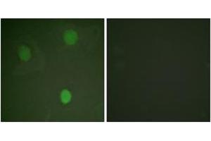 Immunofluorescence (IF) image for anti-Myc Proto-Oncogene protein (MYC) (AA 31-80) antibody (ABIN1532205)