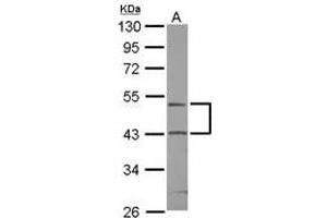 Image no. 1 for anti-RUN Domain Containing 3A (RUNDC3A) (AA 4-236) antibody (ABIN1500742) (RUNDC3A 抗体  (AA 4-236))