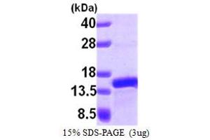 SDS-PAGE (SDS) image for Prefoldin Subunit 1 (PFDN1) (AA 14-122) protein (His tag) (ABIN667255) (PFDN1 Protein (AA 14-122) (His tag))