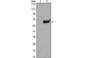 Western blot analysis using SOX2 mAb against HEK293 (1) and SOX2(AA: 2-317)-hIgGFc transfected HEK293 (2) cell lysate. (SOX2 抗体)