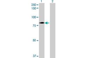 Western Blot analysis of LRRC4C expression in transfected 293T cell line by LRRC4C MaxPab polyclonal antibody. (LRRC4C 抗体  (AA 1-640))