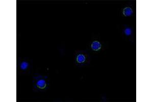 Immunofluorescence (IF) image for anti-Interleukin 6 (IL6) antibody (Biotin) (ABIN2661240) (IL-6 抗体  (Biotin))