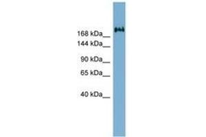 Image no. 1 for anti-Transmembrane Protein 2 (TMEM2) (AA 1187-1236) antibody (ABIN6741962) (TMEM2 抗体  (AA 1187-1236))
