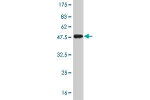 Western Blot detection against Immunogen (41.