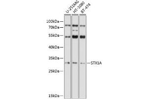 Western blot analysis of extracts of various cell lines, using STX1A antibody (ABIN6132695, ABIN6148659, ABIN6148661 and ABIN6221218) at 1:1000 dilution. (STX1A 抗体  (AA 1-288))