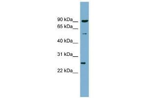 VAMP7 antibody used at 0. (VAMP7 抗体  (N-Term))
