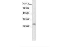 Image no. 1 for anti-Hairy and Enhancer of Split 7 (HES7) (AA 63-112) antibody (ABIN6735843) (HES7 抗体  (AA 63-112))