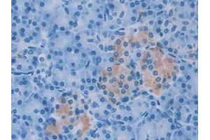 Detection of AGR2 in Human Pancreas Tissue using Monoclonal Antibody to Anterior Gradient 2 (AGR2) (AGR2 抗体  (AA 21-175))