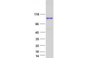 OGFR Protein (Myc-DYKDDDDK Tag)