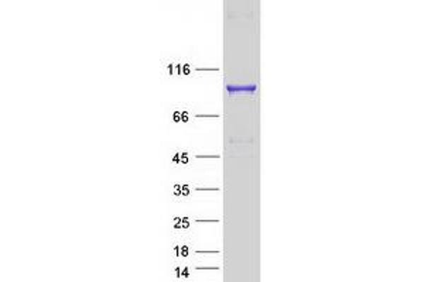 OGFR Protein (Myc-DYKDDDDK Tag)