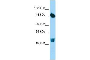 Western Blotting (WB) image for anti-Collagen, Type XXII, alpha 1 (COL22A1) (N-Term) antibody (ABIN2790745)