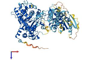 AlphaFold protein structure predicition of Mouse Recombinant Cmtr2 Protein, UniprotID Q8BWQ4