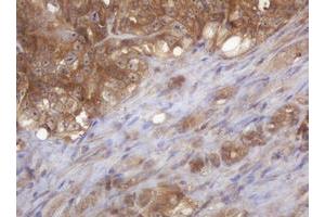 Image no. 1 for anti-COP9 Signalosome Complex Subunit 6 (COPS6) (AA 58-327) antibody (ABIN1491602) (COPS6 抗体  (AA 58-327))