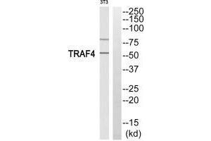 Western blot analysis of extracts from 3T3 cells, using TRAF4 antibody. (TRAF4 抗体)