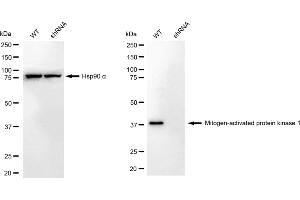 Western blotting analysis using mitogen-activated protein kinase 1 antibody (ABIN7799441).