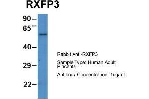 Host: Rabbit  Target Name: RXFP3  Sample Tissue: Human Adult Placenta  Antibody Dilution: 1. (Relaxin 3 Receptor 1 抗体  (N-Term))