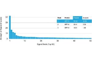 Analysis of Protein Array containing more than 19,000 full-length human proteins using Cytokeratin 15 Mouse Monoclonal Antibody (KRT15/2957). (KRT15 抗体)