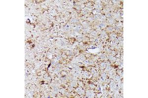 Immunohistochemistry (IHC) image for anti-Contactin 1 (CNTN1) (AA 250-350) antibody (ABIN7266492)