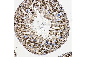 Immunohistochemistry (IHC) image for anti-Period Circadian Protein 2 (PER2) (AA 1-150) antibody (ABIN6145450)
