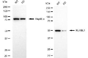 Western blotting analysis using RUVBL1 antibody (ABIN7800967). (Recombinant RuvB Like AAA ATPase 1 抗体)