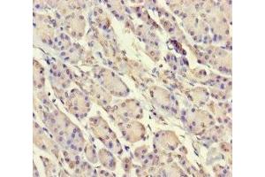 Immunohistochemistry of paraffin-embedded human pancreatic tissue using ABIN7169647 at dilution of 1:100 (SRP19 抗体  (AA 2-144))