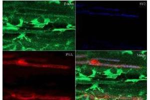 Immunohistochemistry of Rabbit Anti-Beta Actin Antibody. (beta Actin 抗体  (AA 359-368))