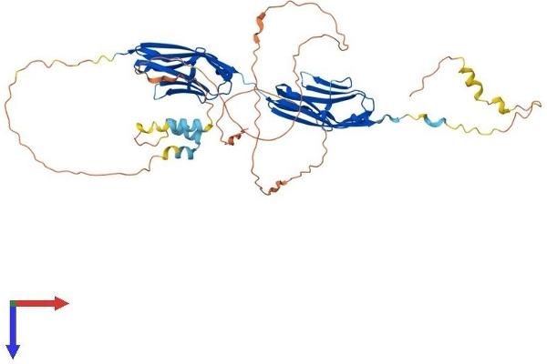 Myotilin Protein (MYOT) (AA 1-496) (His tag)