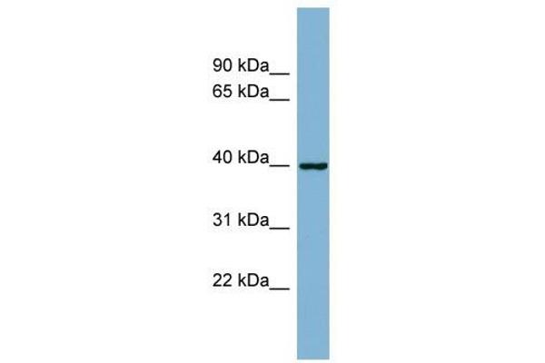 ELMOD2 抗体  (N-Term)